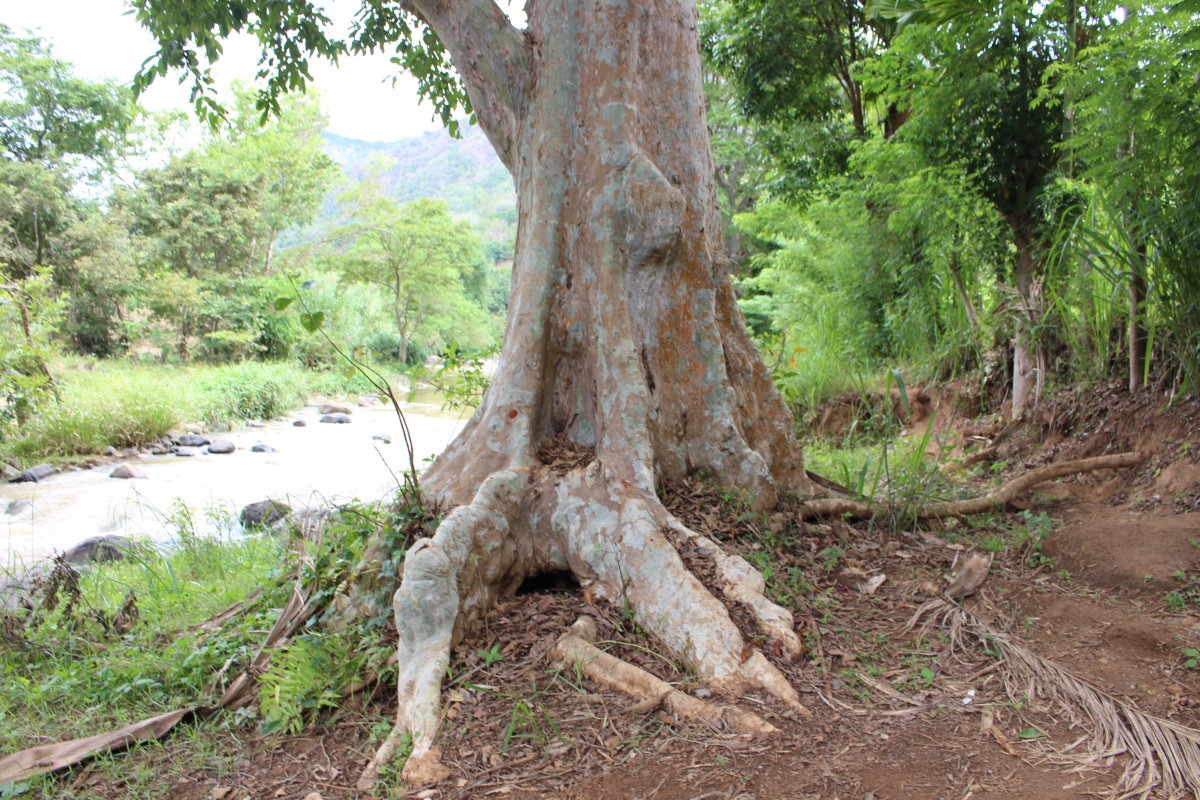 Terminalia arjuna (Roxb. ex DC.) Wight & Arn.